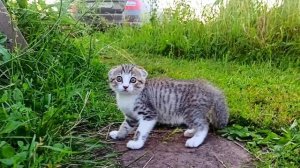 один день моей кошки Яси