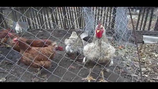 Куры род-айленд.mpg смотреть онлайн