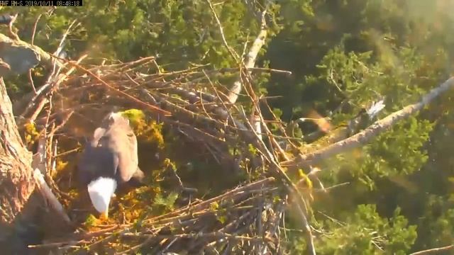 Harrison Mills eagles BC 10 11 19 morning with Lady & Dad working on nest lots of moss added смотреть онлайн