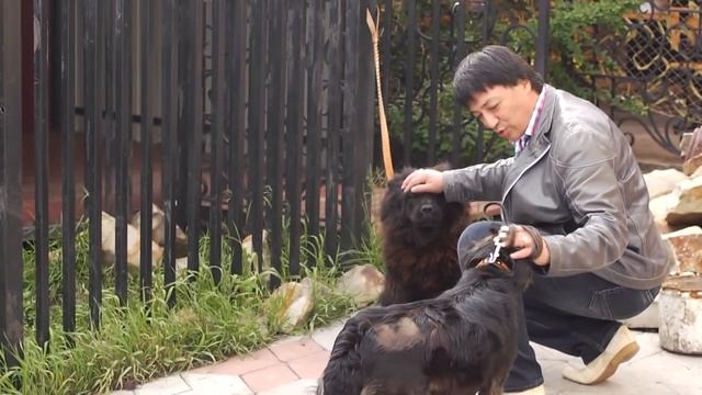 Собака Жужа и депутат Васильев. Подари частичку тепла близким! смотреть онлайн