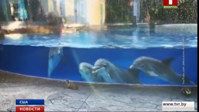 Дельфины засмотрелись на белок смотреть онлайн
