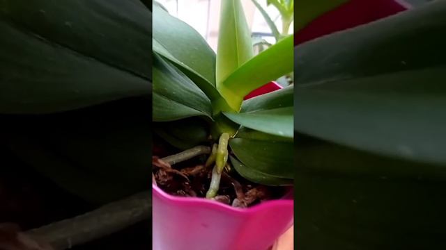 ОРХИДЕЯ КУЧУ КОРНЕЙ ВЫПУСТИЛА ПОСЛЕ ПОДКОРМНКИ #дневникоптимистки #орхидеи #цветы смотреть онлайн