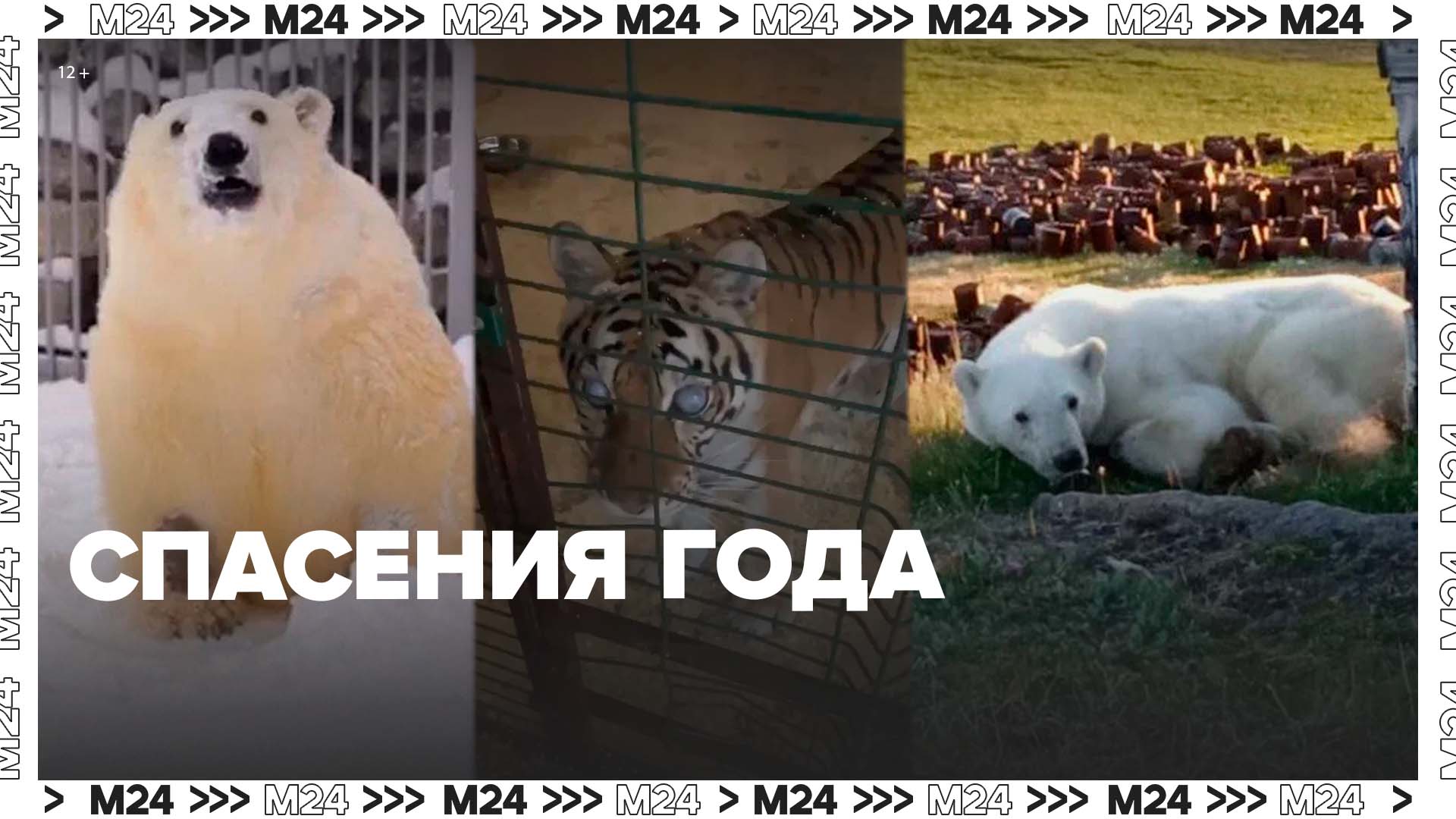 Каких животных спасли в 2022 году? - Москва 24