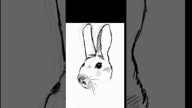 Rabbit - JPG's drawing exercise смотреть онлайн