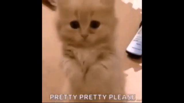 Коты/собаки.милашки.Если наберётся 2.5тыс.лайков♥сниму другое новое видео.пишите коменты смотреть онлайн