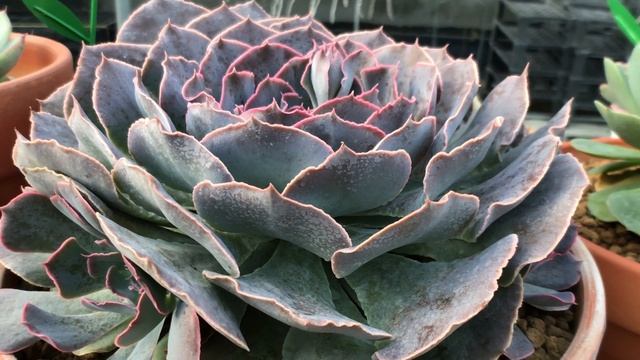 Echeveria Shaviana hybrid 多肉植物特寫 紫蝶 смотреть онлайн
