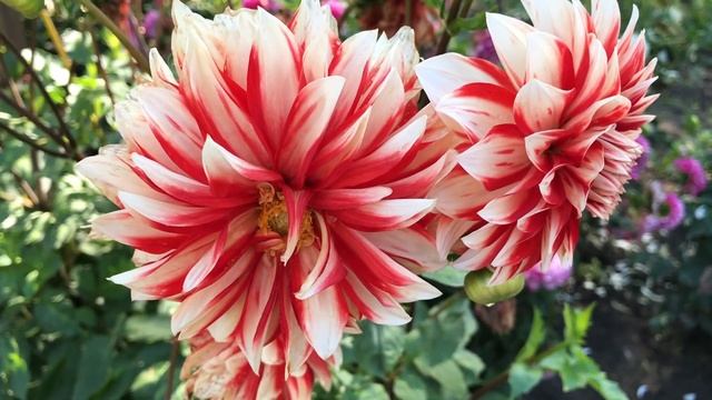 Цветение коллекции георгин Центрального ботанического сада НАН Беларуси смотреть онлайн