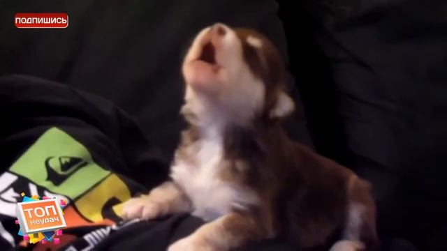 Экстаз юмор 53 Щенок Няшка Шикарно поёт смотреть онлайн