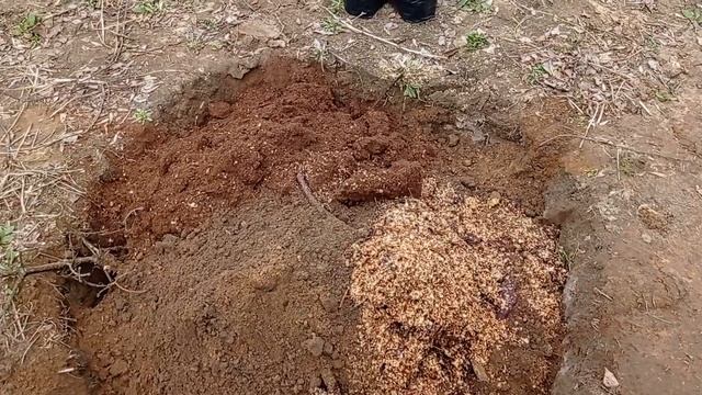 ВЕСЕННЯЯ посадка ГОЛУБИКИ смотреть онлайн