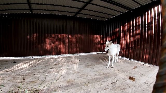Приехал помощник с Москвы, Парк для северных волков в Санкт-Петербурге. смотреть онлайн