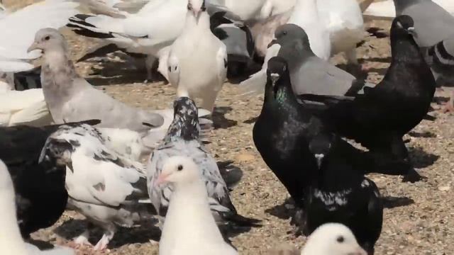Знаменитый питомник Широкохвостых голубей Гейдара Бабаева в Баку! смотреть онлайн