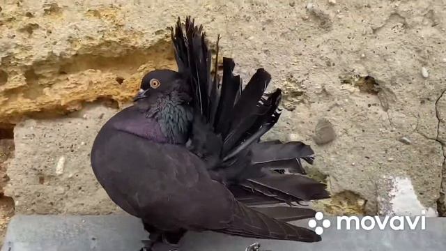 Голуби павлины. Индийские павлины 2020 Indian fantail pigeon смотреть онлайн