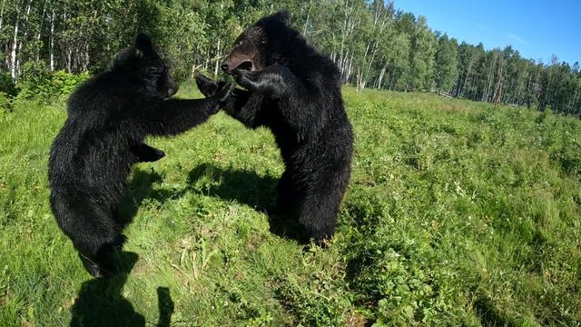 Медвежонок Дуся даёт мастер класс по борьбе. смотреть онлайн