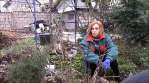 Пион древовидный.  Подготовка куста пиона древовидного к зиме.