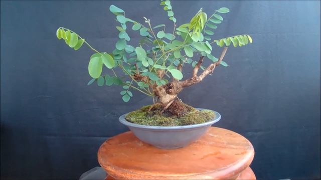 Аморфа кустарниковая Amorpha Shrub Amórpha Fruticósa 2021 год лето