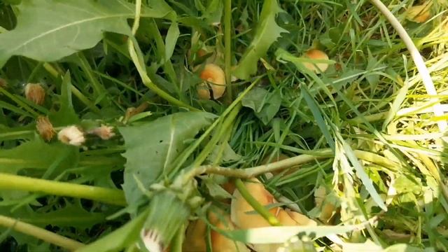 А на даче бурьян. Пора высаживать рассаду цветов в открытый грунт. смотреть онлайн