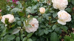 Лионс роза. Самая устойчивая по здоровью.