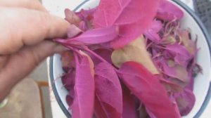 ЛЕБЕДА САДОВАЯ БОРДОВАЯ! ПОЛЬЗА ТО КАКАЯ и красота!