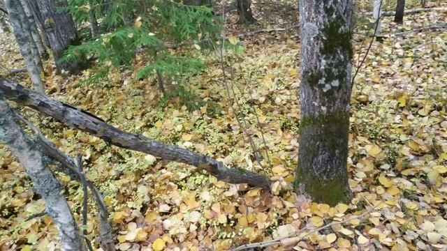 Когда из мрака заблужденья... стихи. Некрасов Н. А. смотреть онлайн