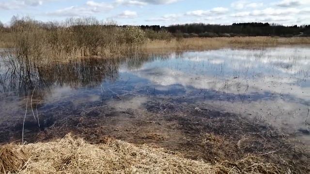 Разлив реки Западная Двина