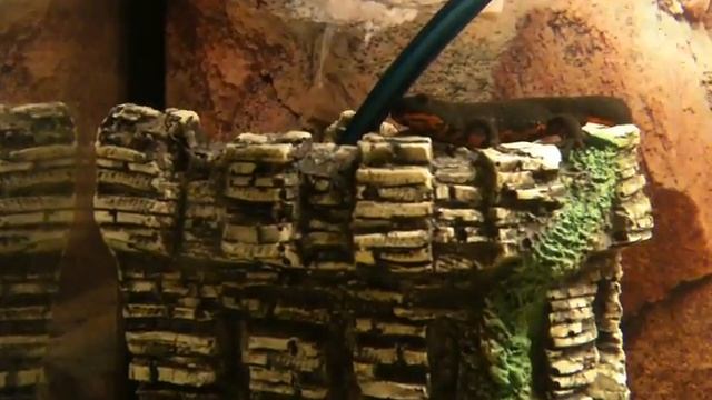 Тритон китайский краснобрюхий. смотреть онлайн