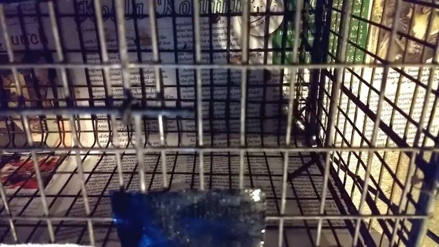 Complicated better rat trap смотреть онлайн