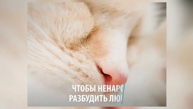 Кошка Муизза, пророка Мухаммада - белая абиссинская с разными глазами | Muizza Cat, Prophet Muhamma