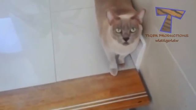 Коты чувствуют вину Коты провинились смотреть онлайн