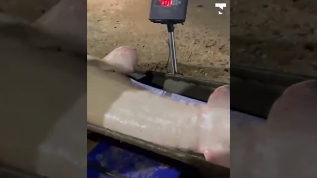 Гигантскую белугу поймали в Атырау