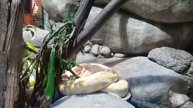 День Семьи. Мы с детьми и внуками в зоопарке. 08.07.2018 год. смотреть онлайн
