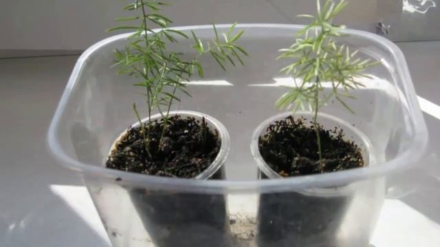 Способы размножения аспарагуса в домашних условиях. смотреть онлайн