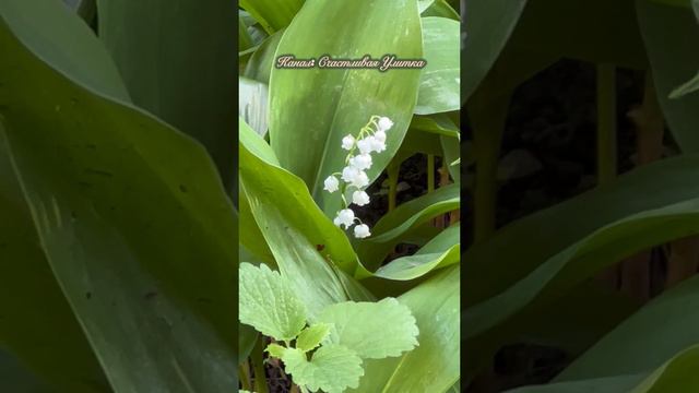 Звуки города. Ландыши в апреле. смотреть онлайн