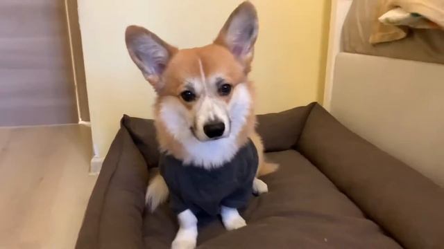 Рокки the cool korgi ? Корги Рокки (говорящая собака) смотреть онлайн