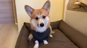 Рокки the cool korgi ? Корги Рокки (говорящая собака)