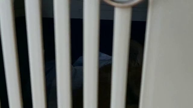 Новички! Два маленьких Лисёнка из Брянска 14 05 22 г смотреть онлайн