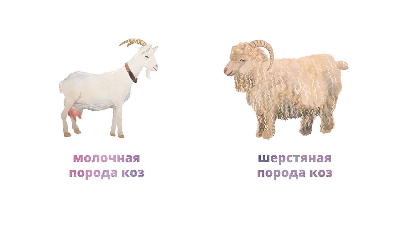 31. Животноводство. Часть 2 смотреть онлайн