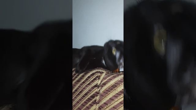 Black Egyptian cat, Balady. Чёрная египетская кошка ?. смотреть онлайн