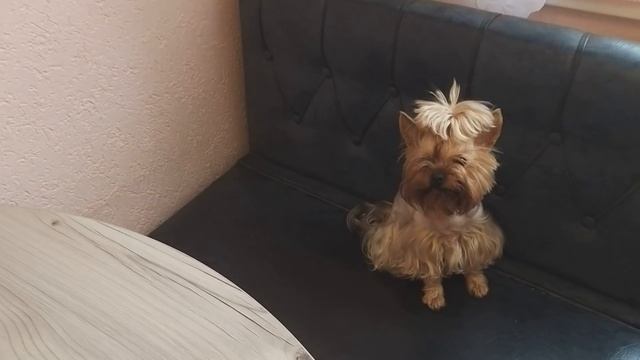 ROOM TOUR ПО МОЕЙ КВАРТИРЕ. ОБЗОР МАЛОГАБАРИТНОЙ КУХНИ 7 КВ. М. ЧТО И КАК МОЖНО НА НЕЙ УМЕСТИТЬ. смотреть онлайн