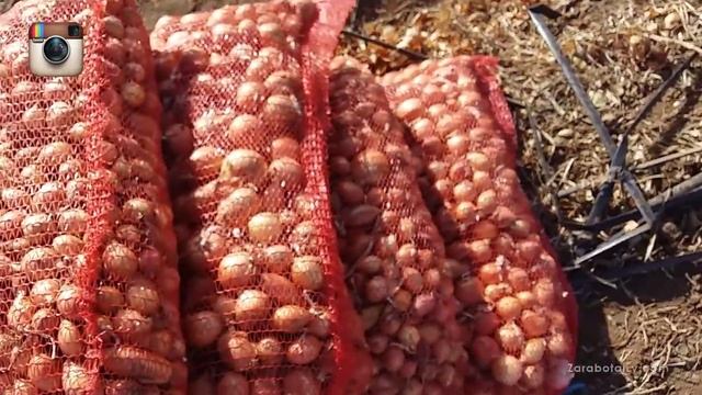 О Каратальском сорте лука 2015 смотреть онлайн