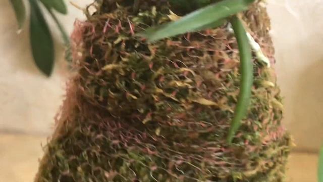 Новинки в коллекции японских орхидей. Ноябрь 2020 г.