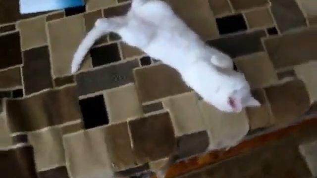 спящий котёнок.wmv смотреть онлайн