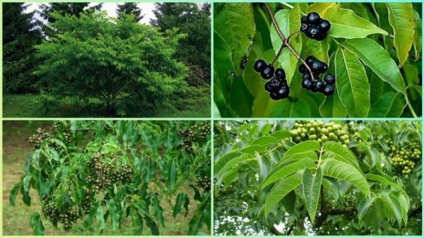 БАРХАТ амурский. Полезные свойства бархата.