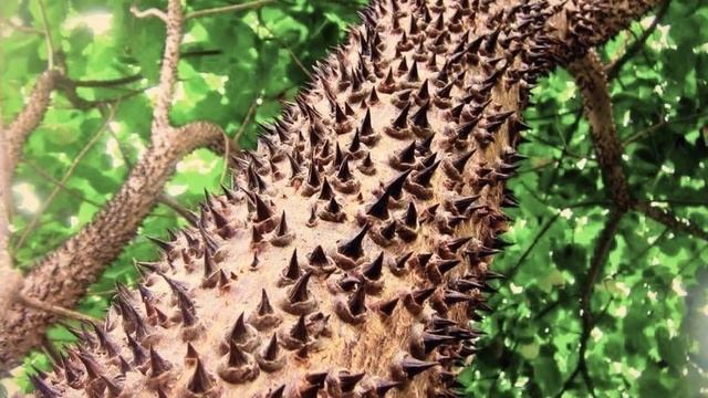 Самые Опасные Деревья, к Которым Лучше Не Приближаться смотреть онлайн