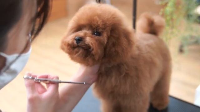 【トイプードル子犬】初めてのトリミング　エース君　poodle Puppy Grooming 飯田麻衣