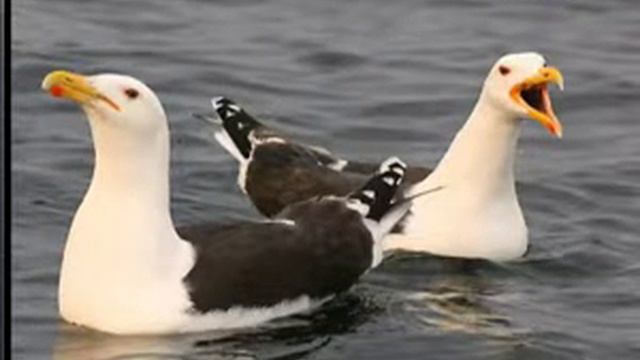 "В гостях у дедушки Мокея" О морских терминах и приметах смотреть онлайн