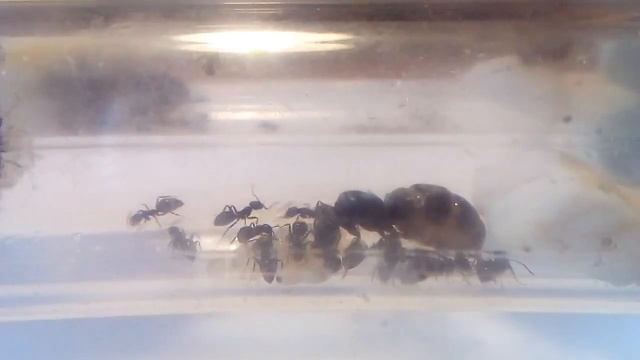 Чёрный садовый муравей Lasius niger смотреть онлайн