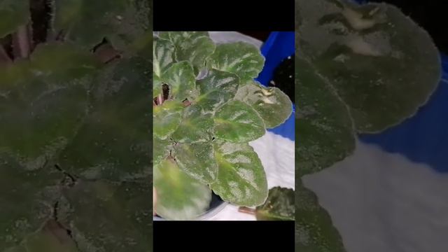 смотри полное видео в профиле🤗 #укореняюлист #фиалка #минифиалка #класс #хочуврек смотреть онлайн