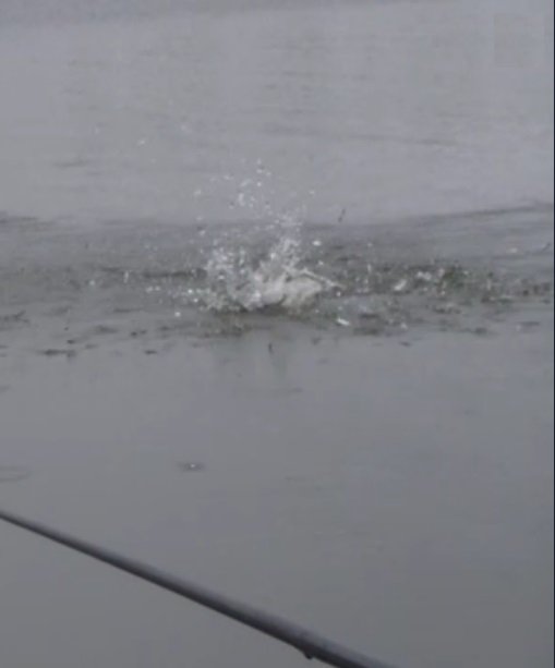 здоровый карась рвет леску смотреть онлайн