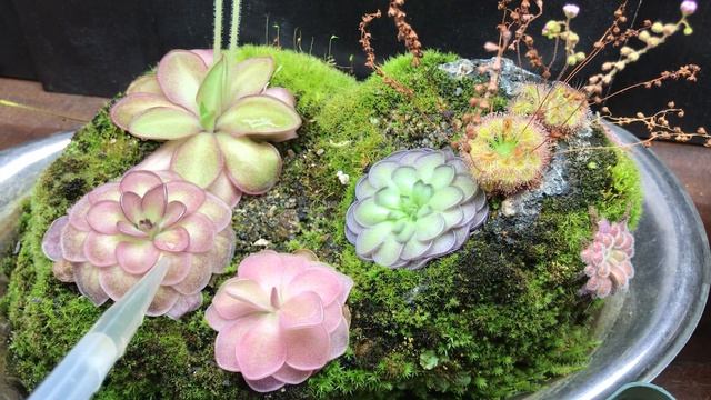 Fertilizing Carnivorous Pinguicula Plants with Maxsea смотреть онлайн