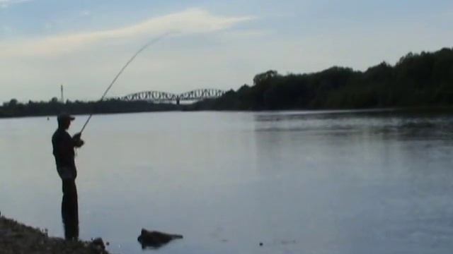 Сход толстолобика на Оке смотреть онлайн